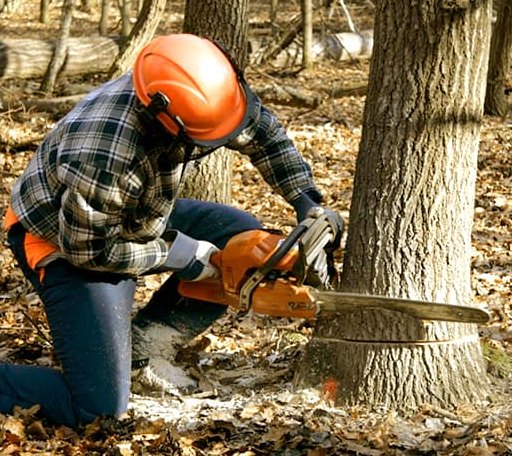 Tree Removal in Rogers, CT